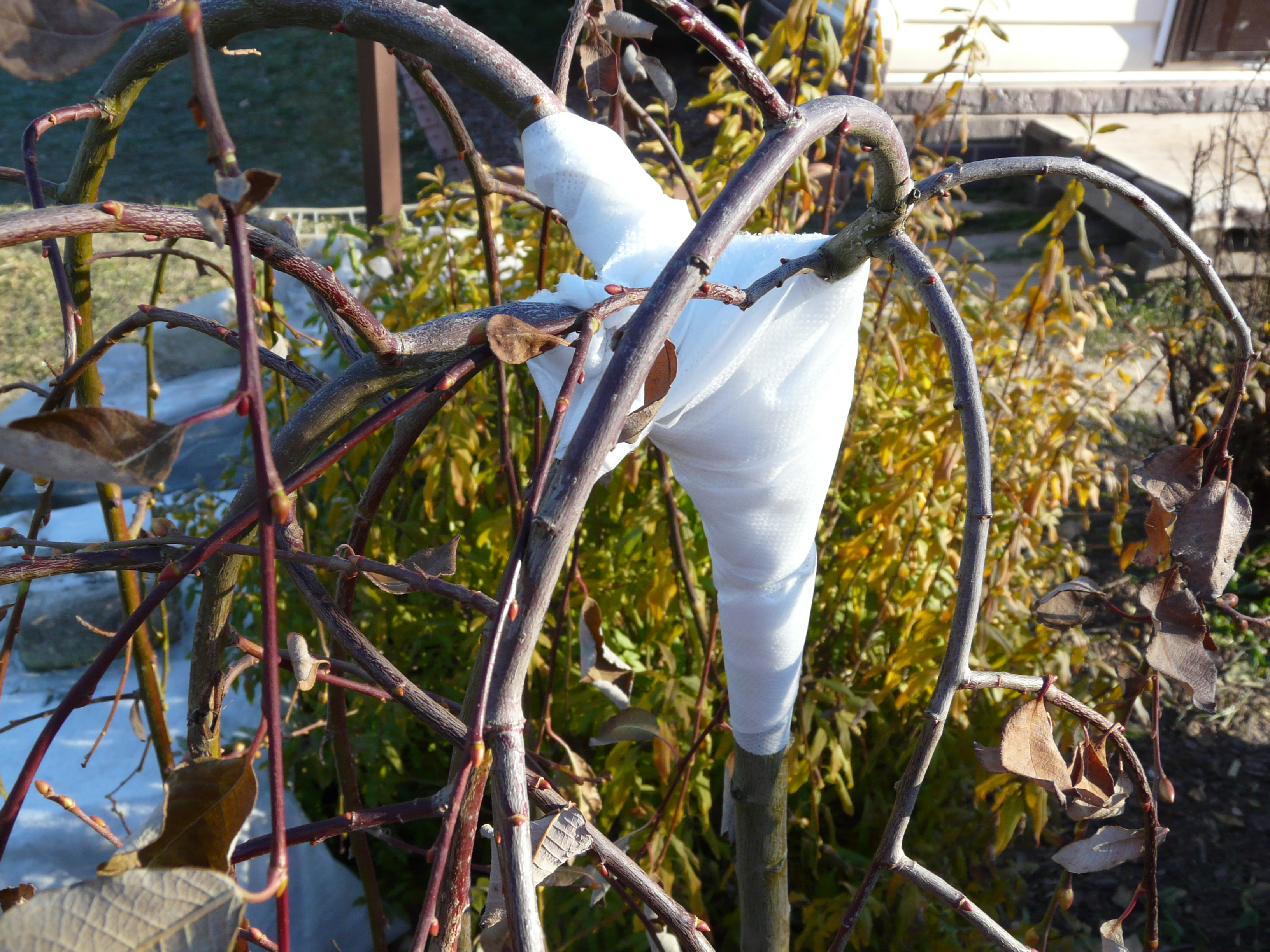 Укрытие клена на зиму. Укрытие растений на зиму горшками. Укрытие плакучей лиственницы. Как укрыть шелковицу на зиму. Как укрыть шелковицу на зиму.