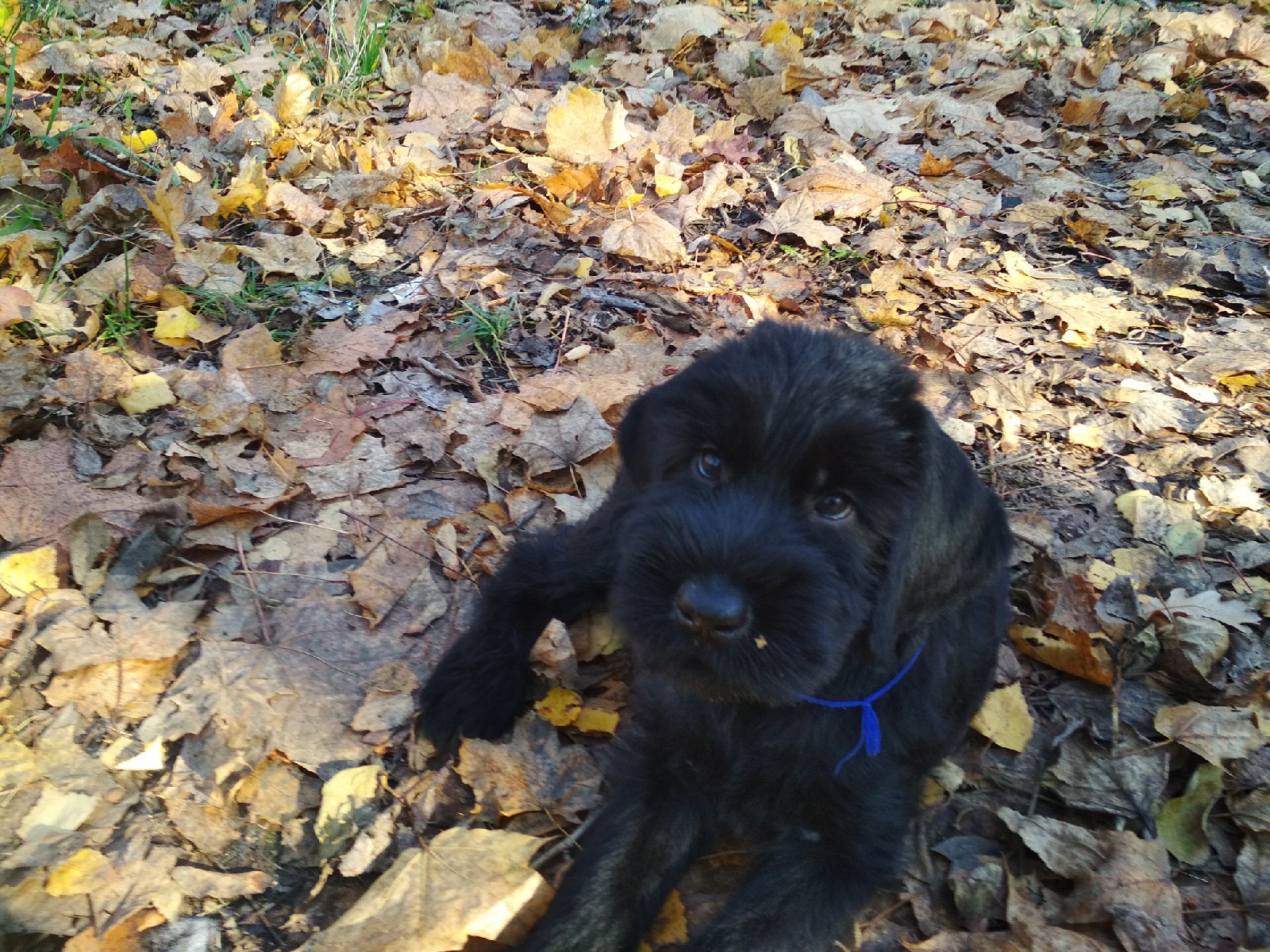 Флердимон питомник ризеншнауцеров. Ризеншнауцер. Глорис питомник цвергшнауцеров. Ризеншнауцер. Рус астершварц питомник ризеншнауцеров.