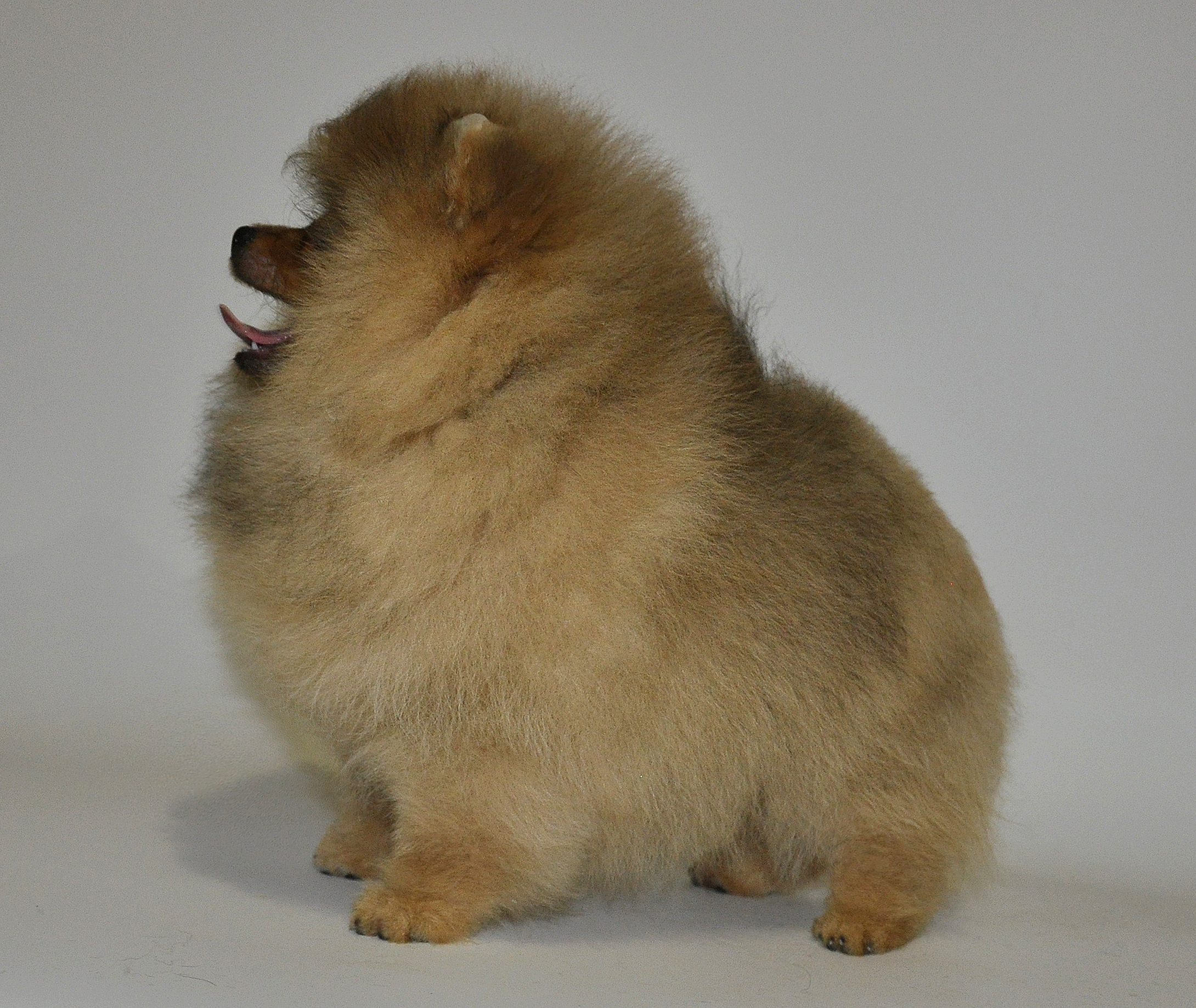 Шпиц Без Документов Купить Екатеринбург