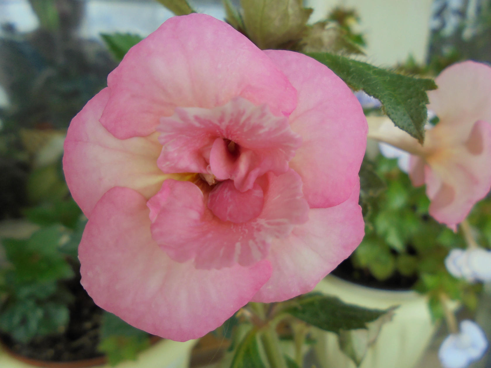 Sweet agony. ахименес sweet agony. ахименес свит эгони. Sweet agony. Sweet pain - discography.