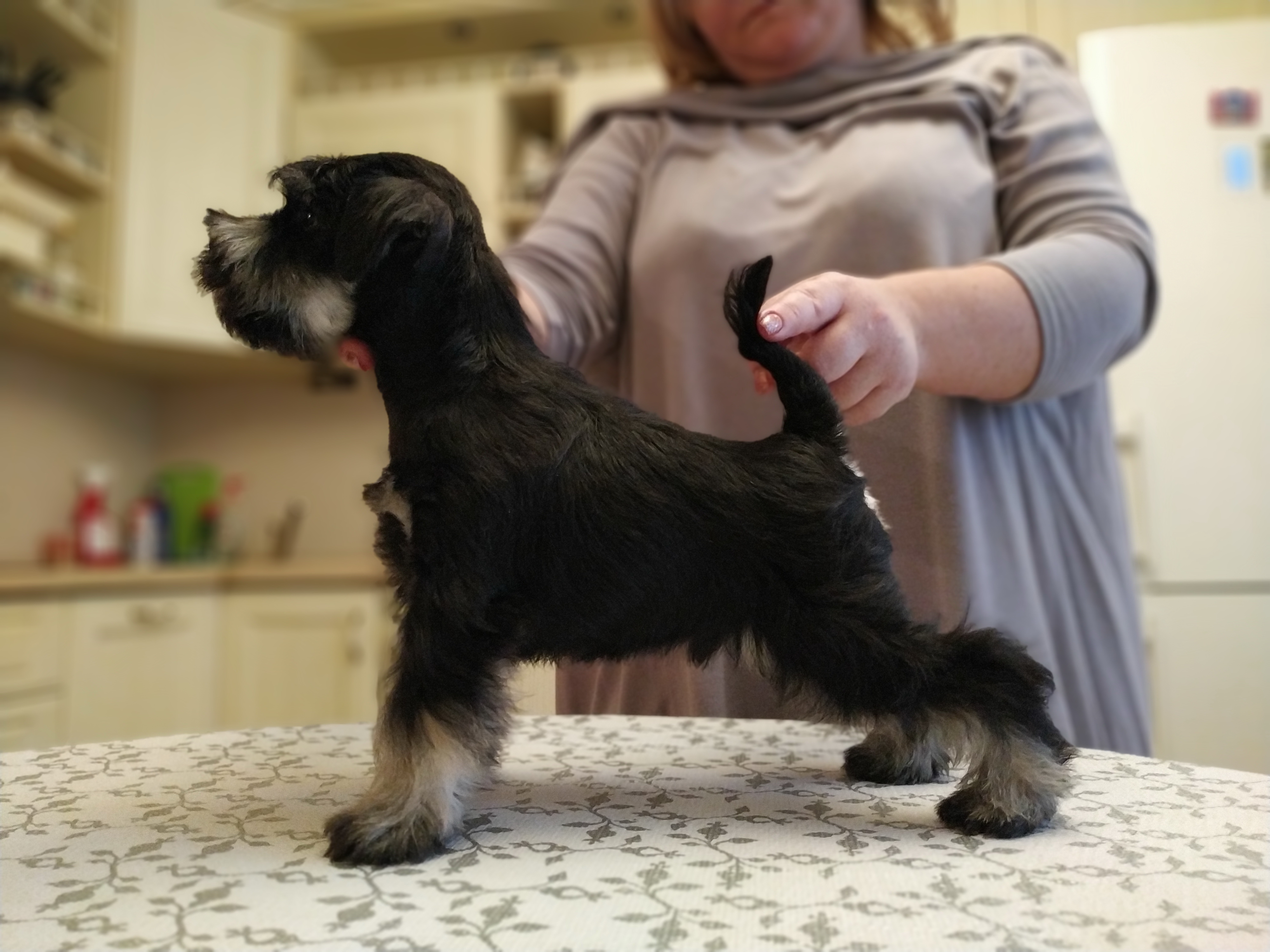 5 месяца. Bliss diamond питомник цвергшнауцеров. московская область щенки цвергшнауцера. черный цвергшнауцер питомник. московская область щенки цвергшнауцера.