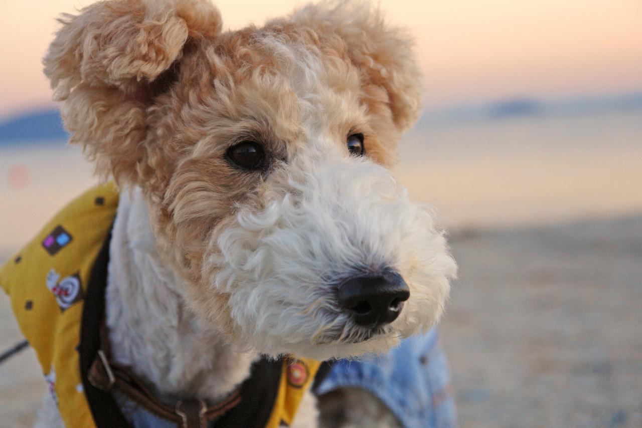 монморанси собака. фокс-терьер охотничья жесткошерстный. монморанси порода собаки фокстерьер. трое в лодке не считая собаки миронов. фокстерьер жесткошерстный.