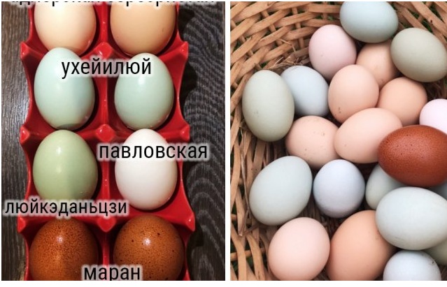Фото Доминанта Зеленое Яйцо