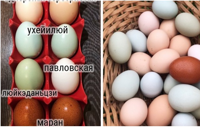 Доминант несет зеленые яйца