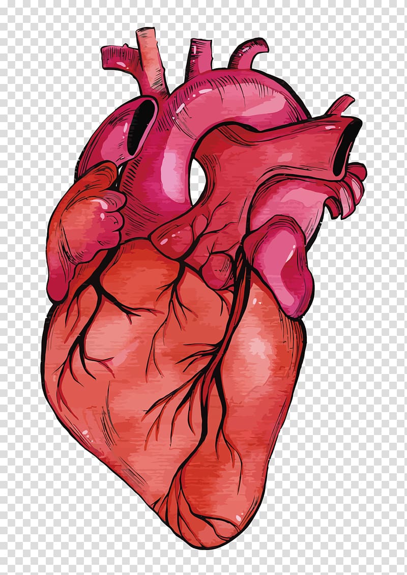 Сердце