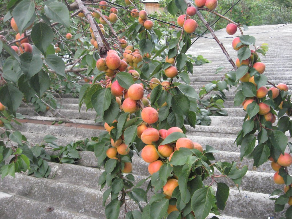 Можно ли привить абрикос на сливу. Абрикос, алыча персик зеленый. Сорта абрикос для Ростовской области. Абрикос Прищепа. Абрикос привитый на сливу.