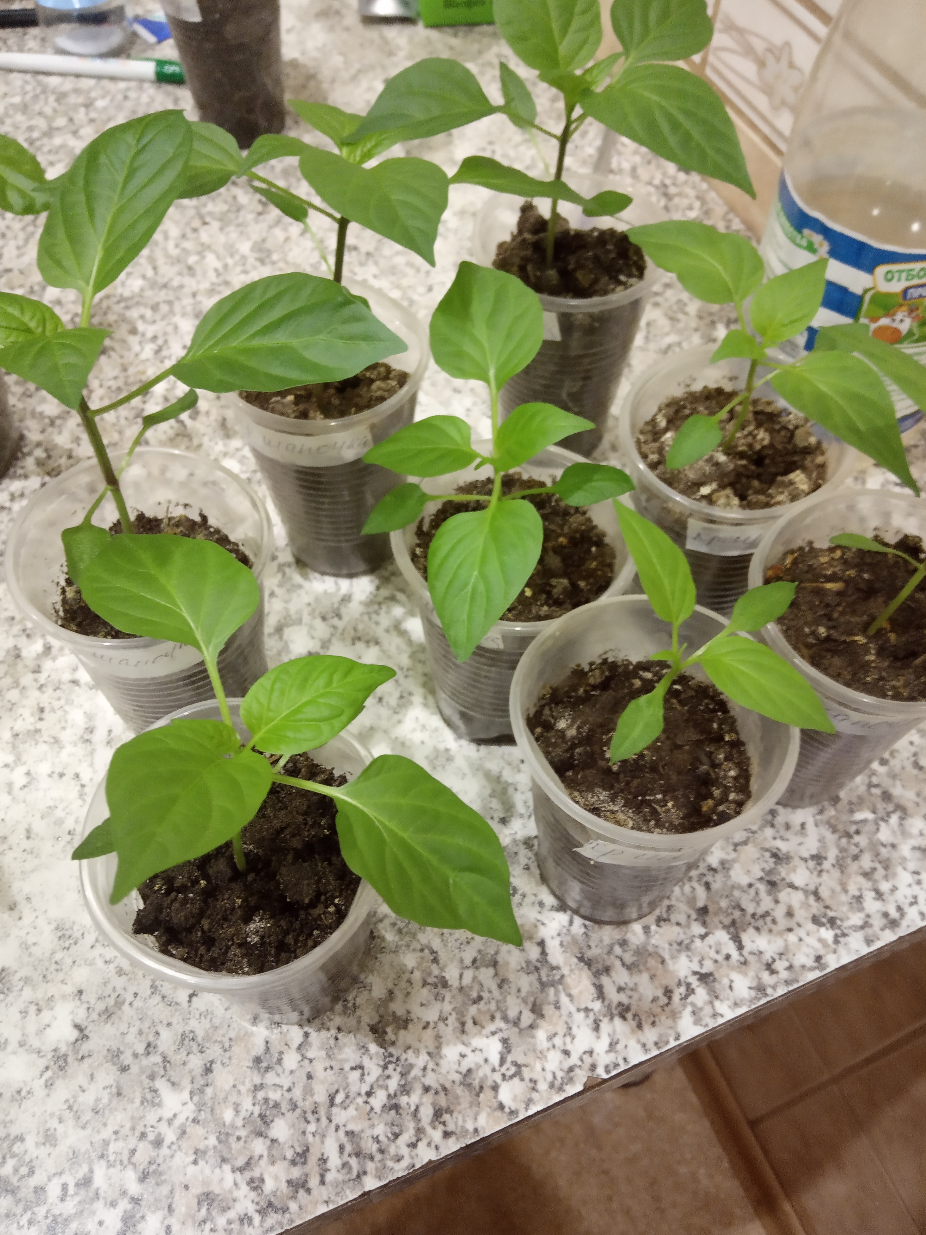 листья перца. хлороз рассады огурцов. белые пятна на рассаде перца. белеют листья рассады. белеют листья рассады.