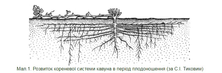 Корневая Система Липы Фото