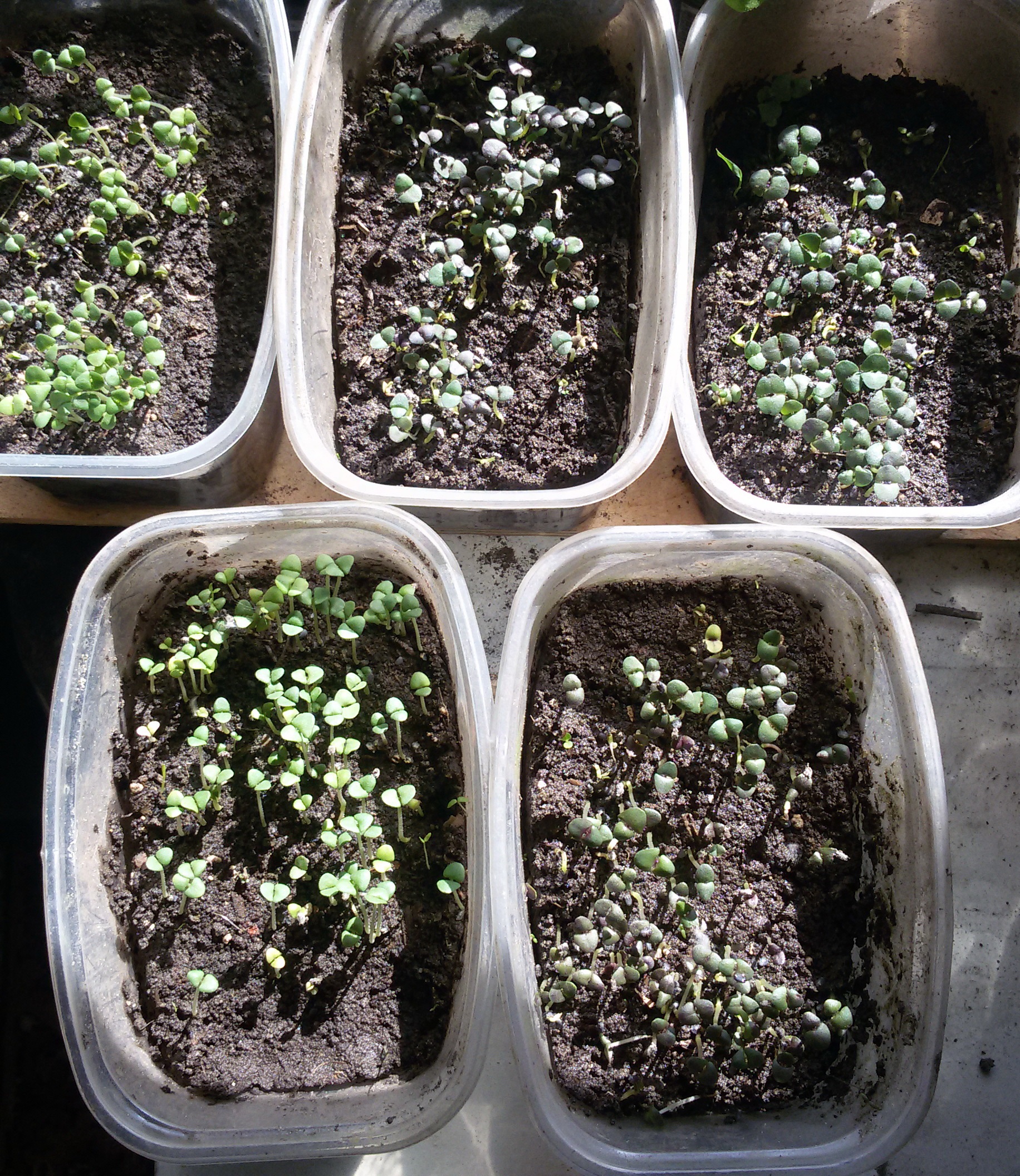 Базилик рассада. Как вырастить рассаду базилика. Как вырастить рассаду базилика. Как вырастить рассаду базилика. Базилик пикировка рассады.