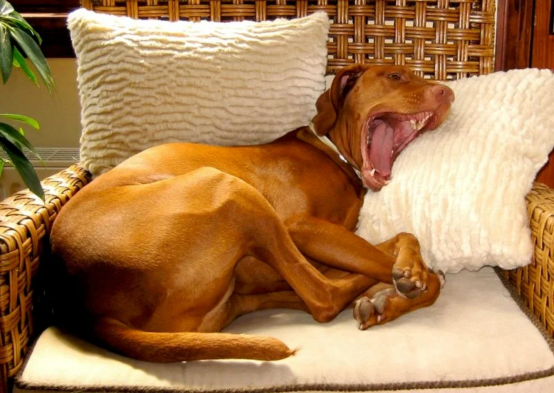 Вытряхивать собаку. Собачий кашель. Собака писает. Почему щенок часто. Щенок часто мочится и по чуть чуть.