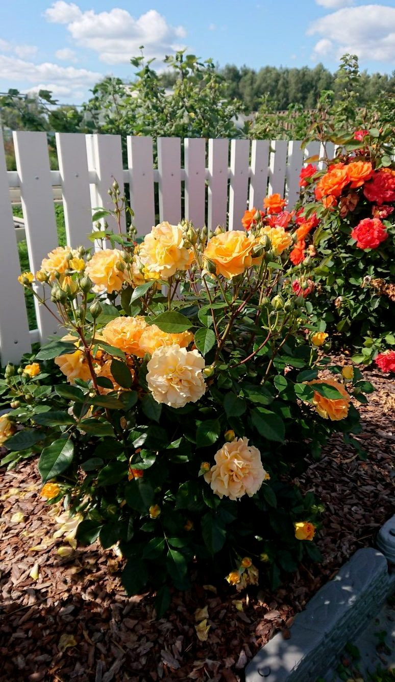 Роза голдэльзе флорибунда фото и описание