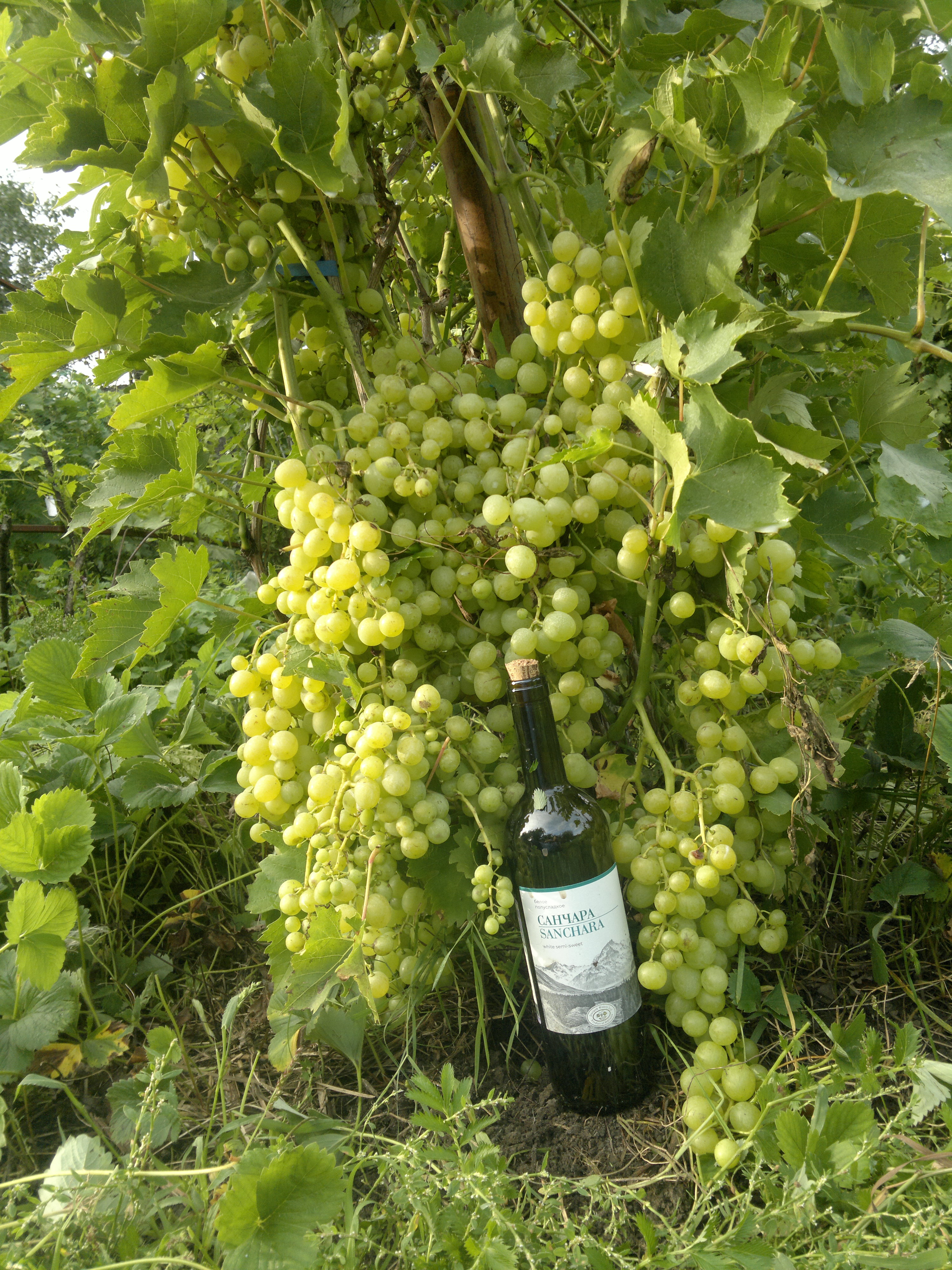 Купить Саженцы Винограда Столетие В Москве