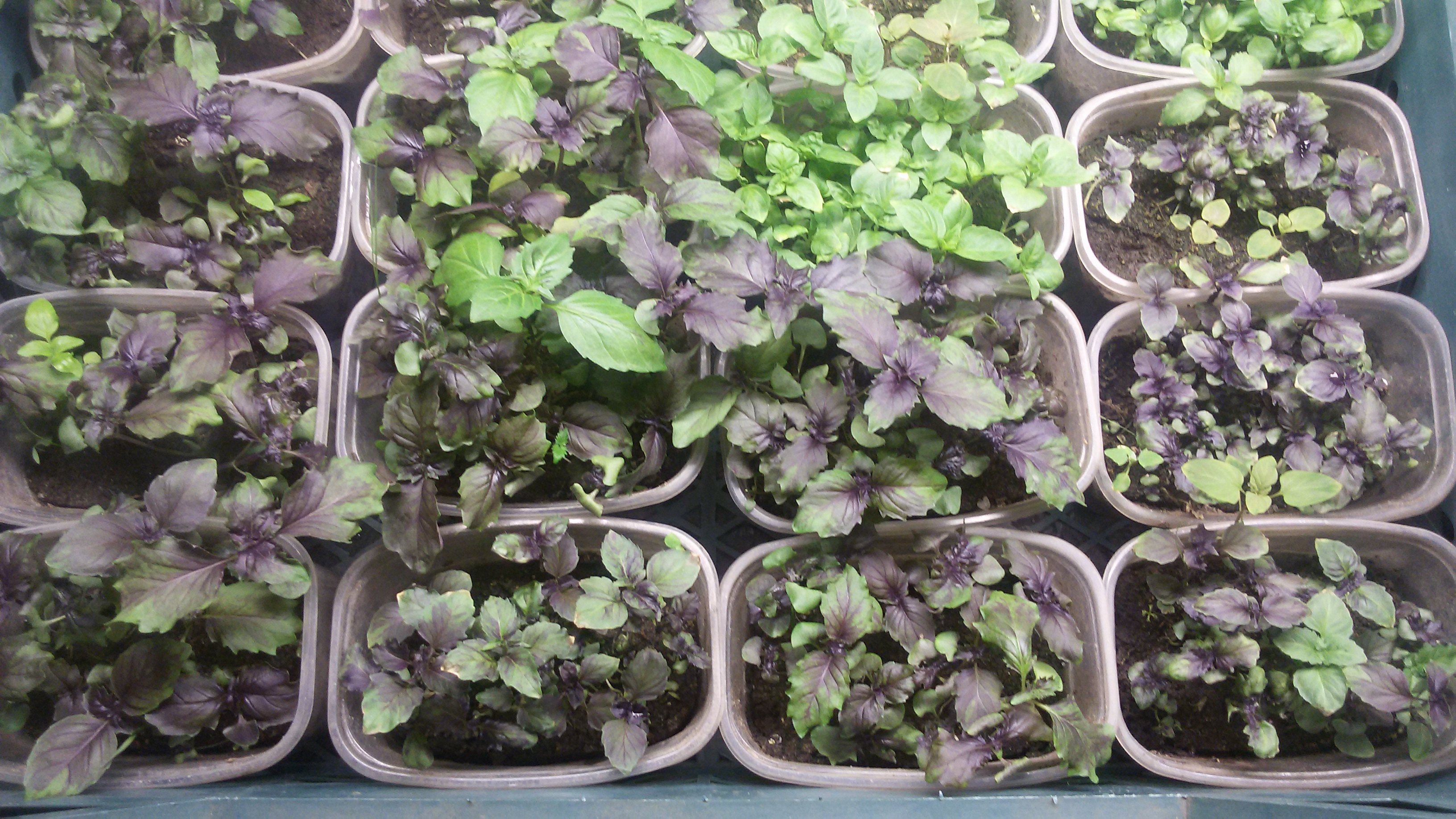 Наблюдение за рассадой базилика. Сажаем базилик. Как выглядит рассада базилика фиолетового цвета. Сеянцы базилика. Всходы базилика.