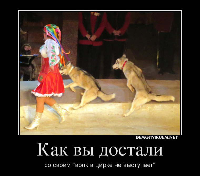 Волк в цирке. Колк выстапает в цирке. Волк выступает в цирке. Волк в цирке не выступает. Выступление волка в цирке.