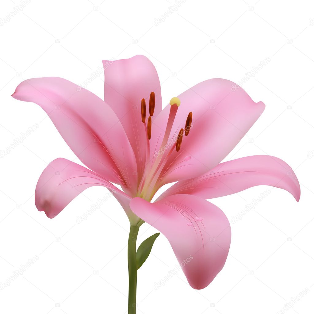 Розовая Лилия на белом фоне