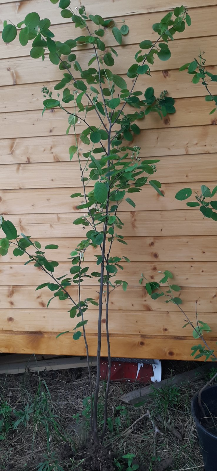 Саженцы Ирги Купить В Минске