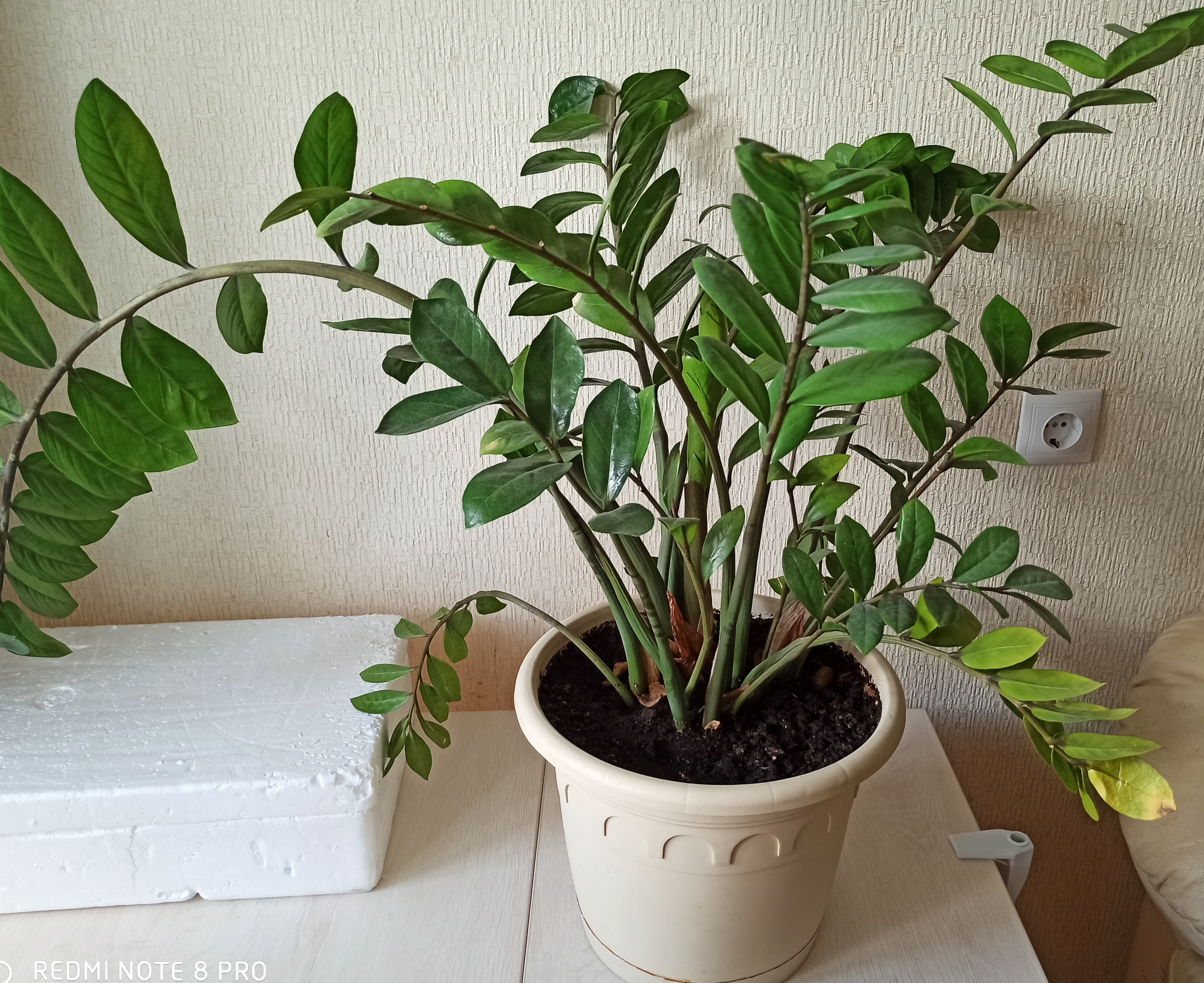 Комнатные Растения Купить В Спб Авито