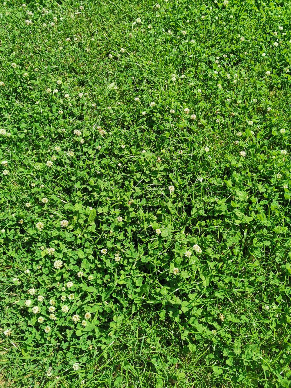 мятлик пастбищный. клевер мятлик. клевер ползучий пиполина. клевер мятлик. газон клевер белый ползучий.