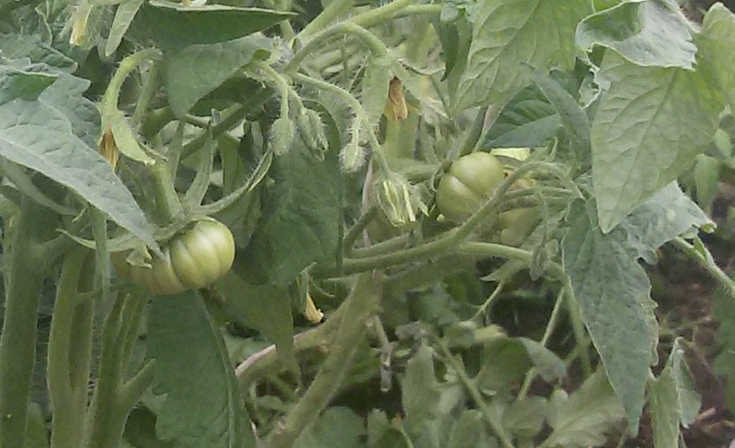 коллекционные семена томатов. томаты разные сорта томатов. коллекции томатов. коллекция томатов натальи караваевой. коллекции томатов.