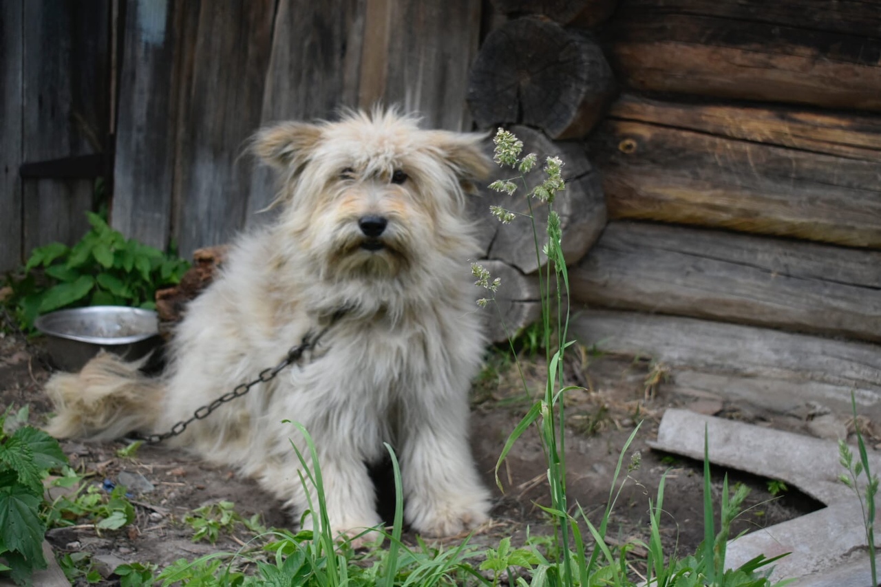 Собака бесплатная в нижнем новгороде. Собака Белиджи фото. Бесплатные собаки Белиджи.