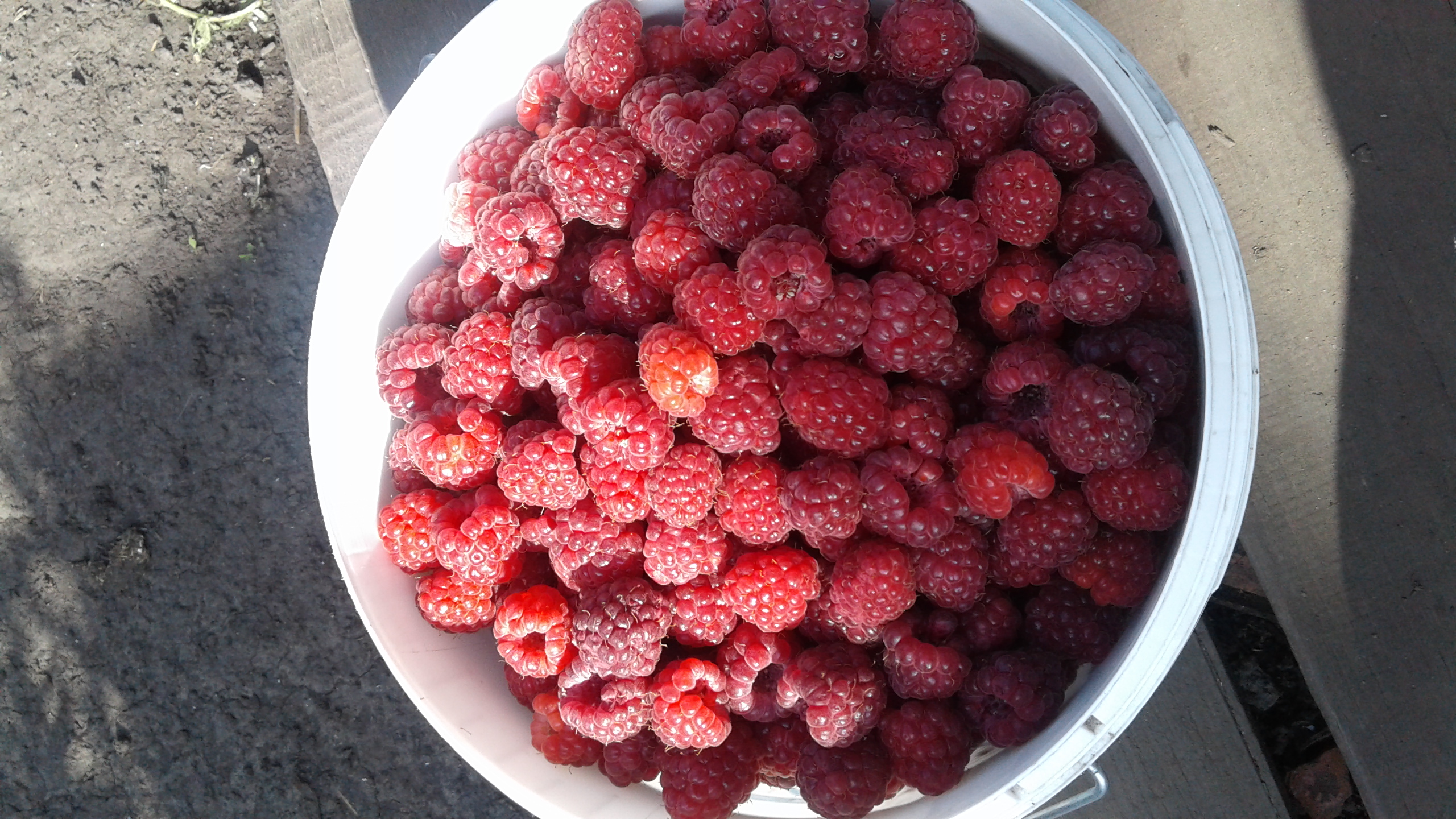 Продать малину. Малина в лотке. Сбор малины. Многоплодная малина. Продать малину.