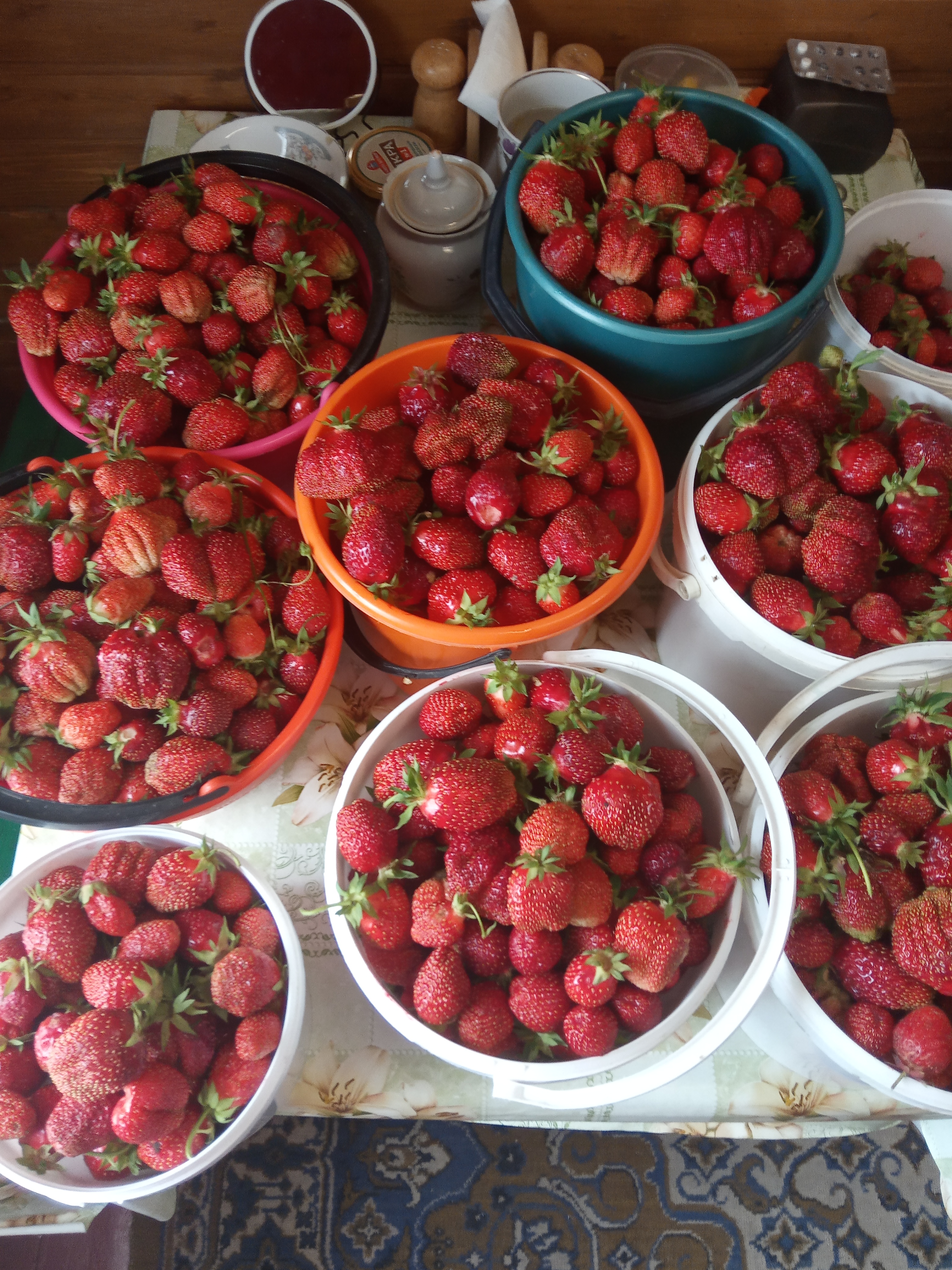 Плантация черешни. Тамбовская ягода. Ящик клубники. Сбор ягод. Ягодные плантации.