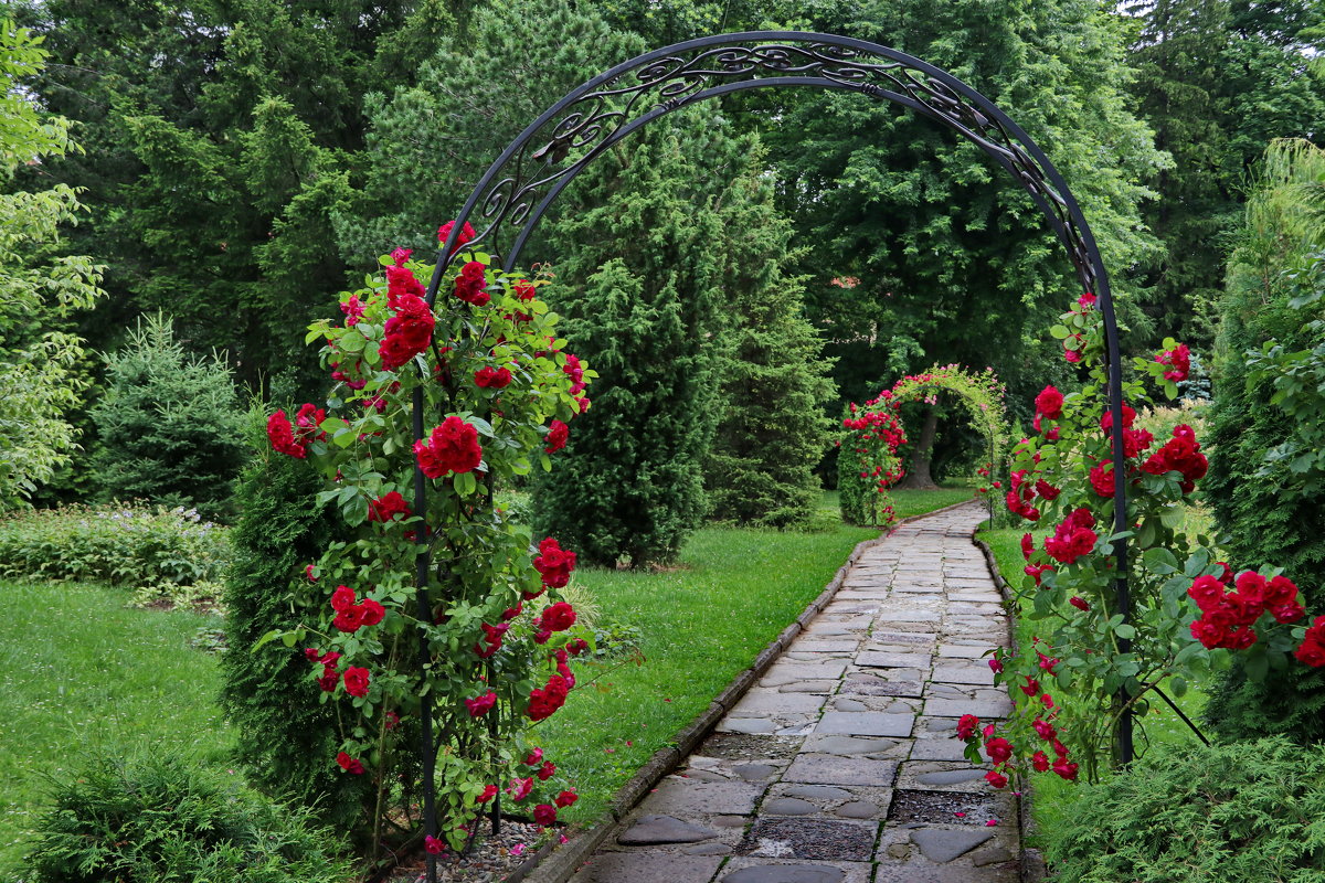 Арка под цветы. Плетистые розы Берсо. Плетистые розы на арке.