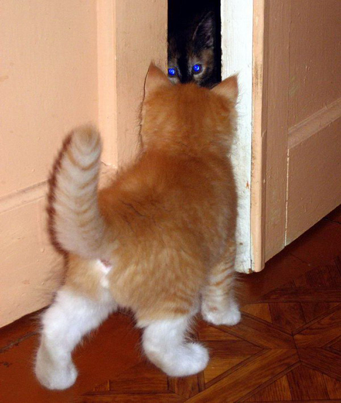 Котенок пришел в дом. Кот стучится в дверь. Кошка в углу. Котенок идет. Кот под дверью.
