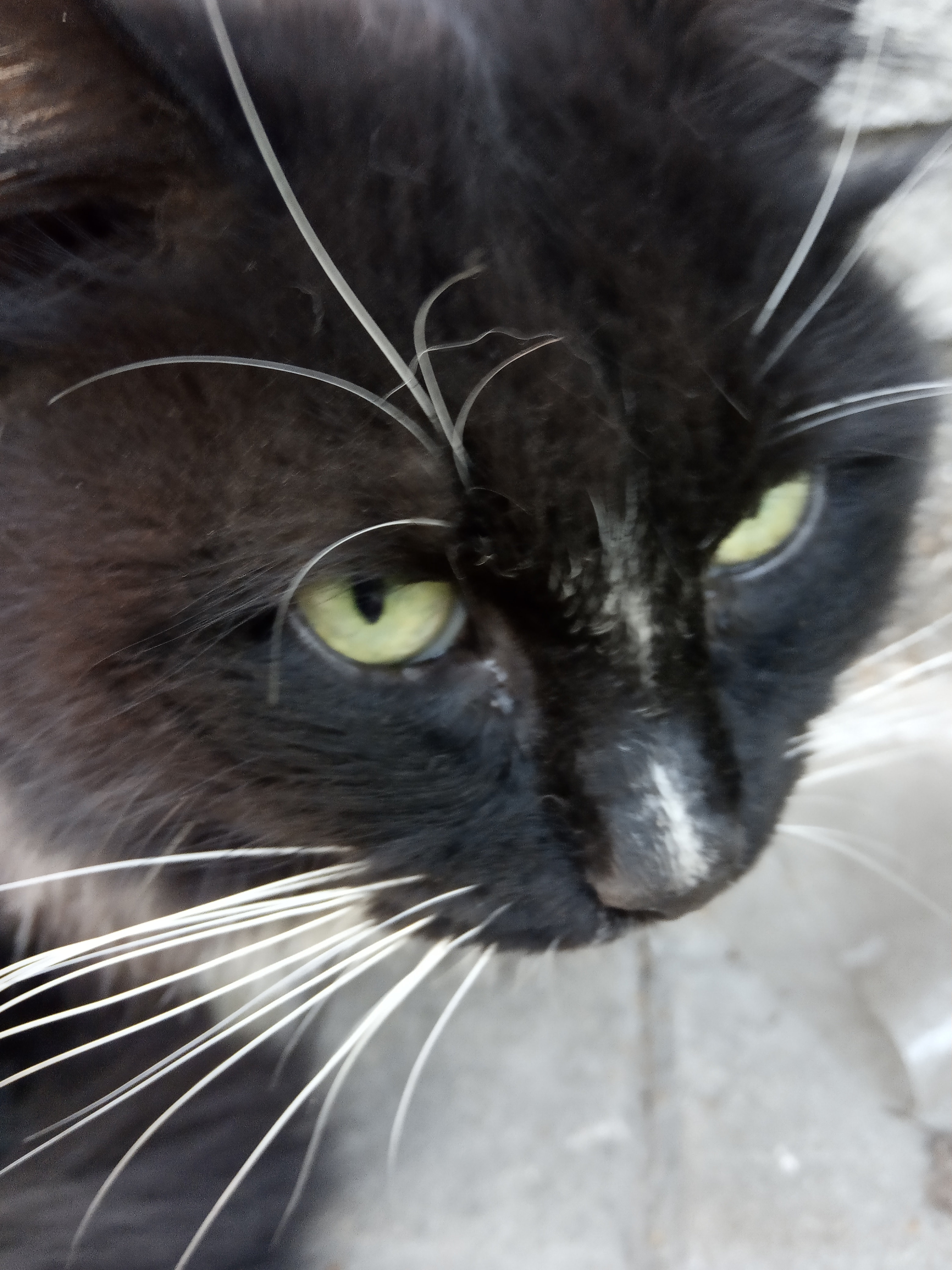 Пушистый котенок черный с белой грудкой