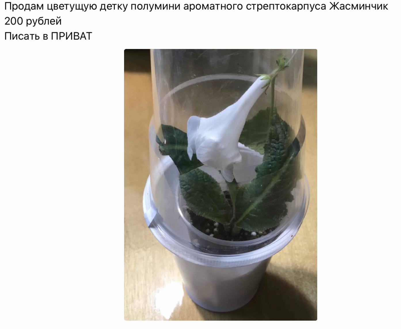 Стрептокарпус ват бельчонок