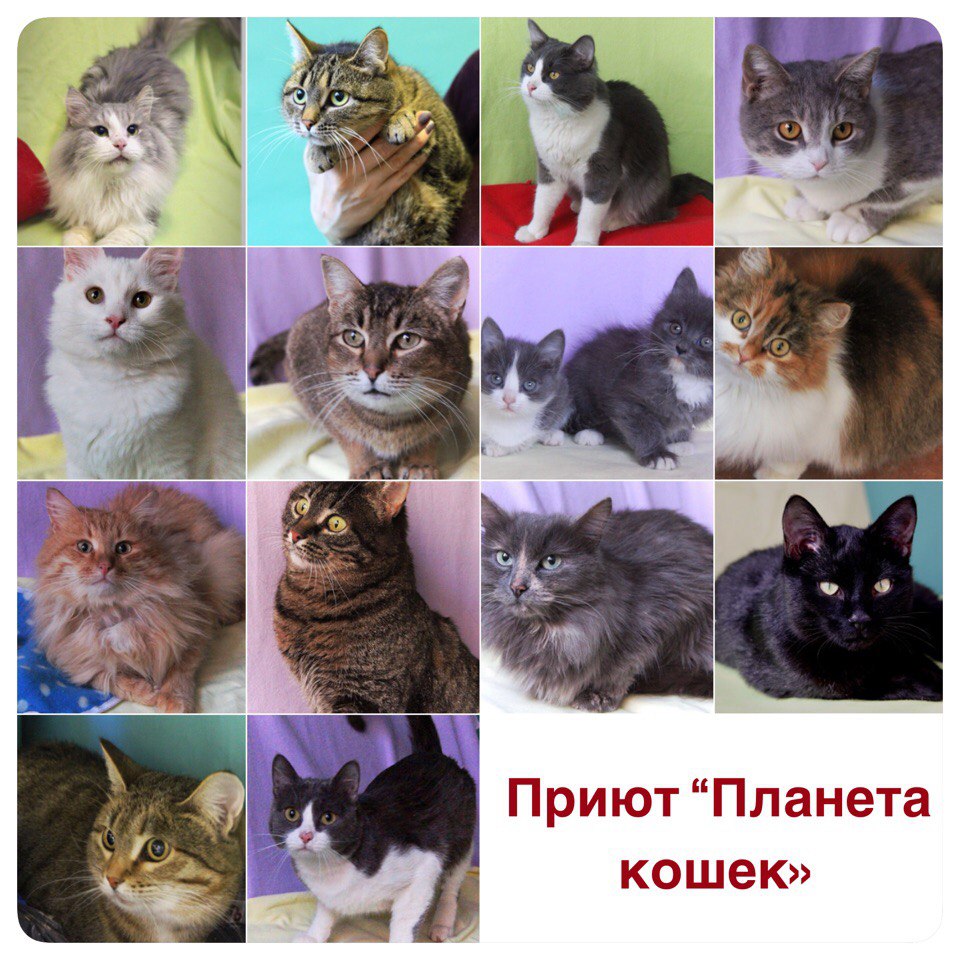 Приют для кошек в нижнем. Планета кошек Нижний Новгород приют. Приют для кошек в Нижнем Новгороде.
