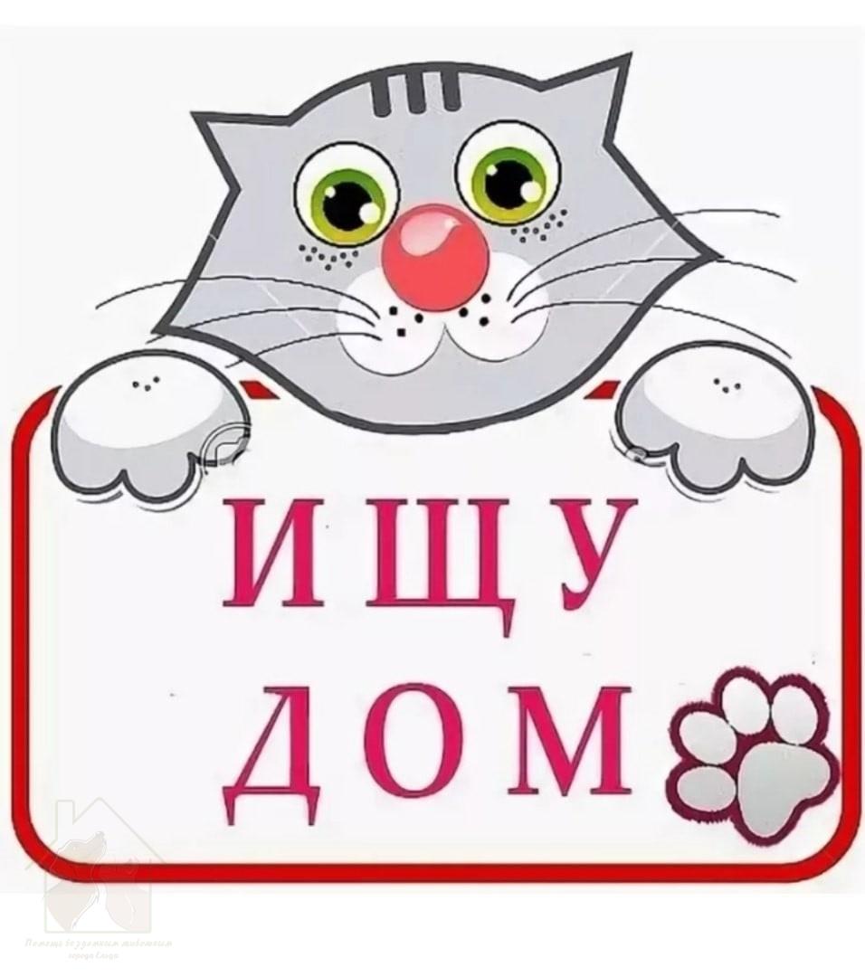 Кошка Ищет Дом Картинки