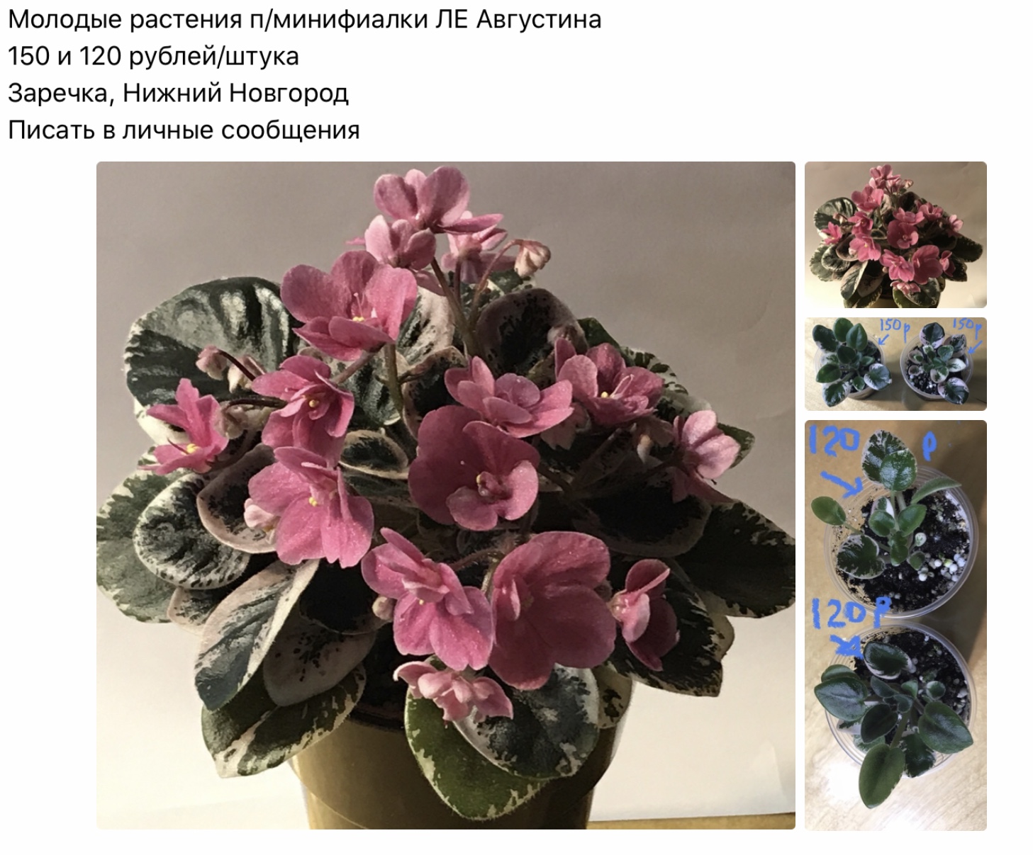 Фиалка ле августина