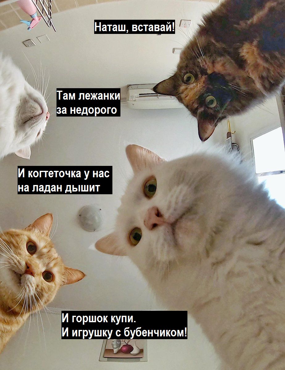 Фото Кошек Наташа Вставай
