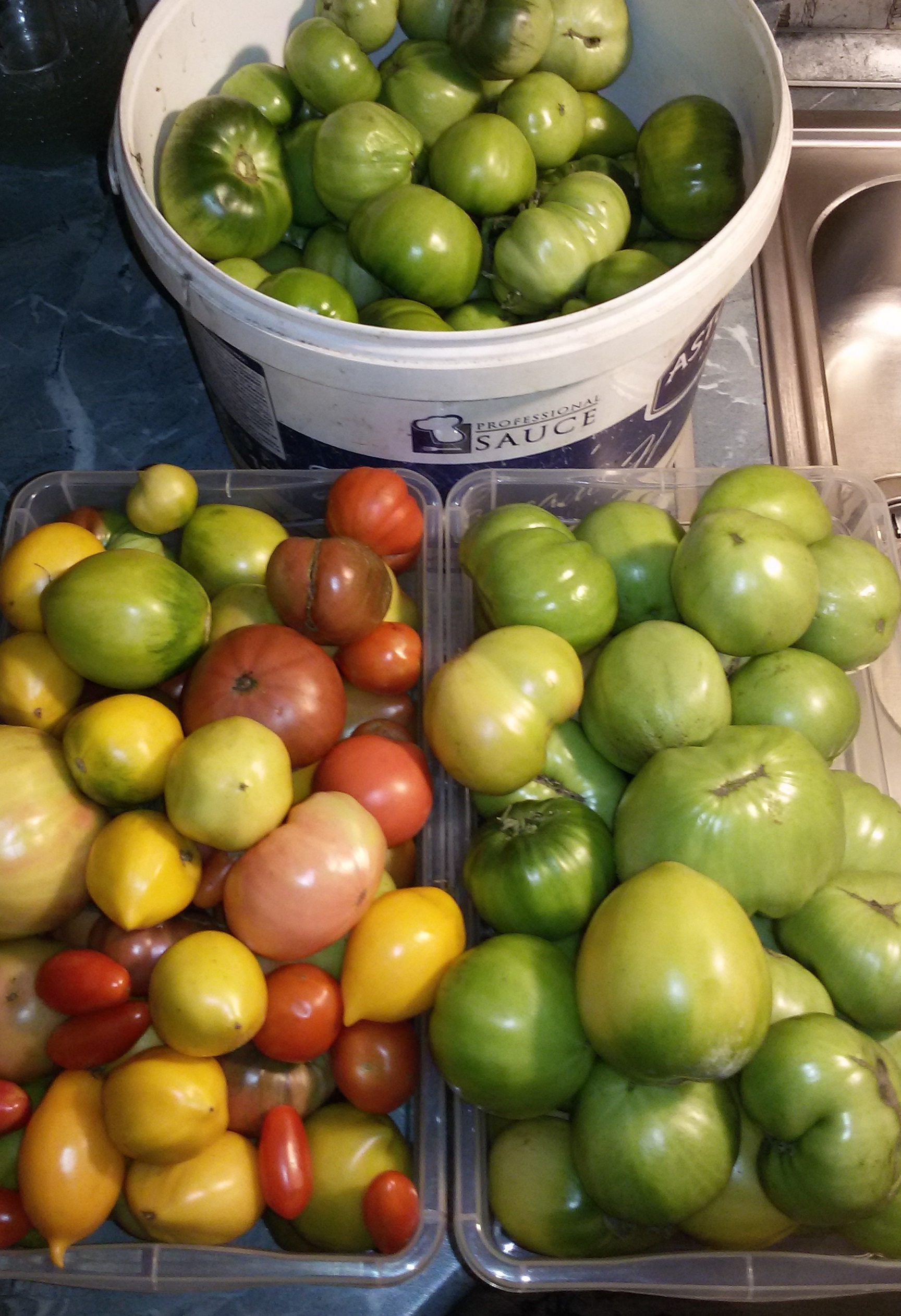 коллекционные семена томатов. помидоры черри красные желтые. помидор вождь краснокожих. коллекции томатов. японская коллекция томатов.