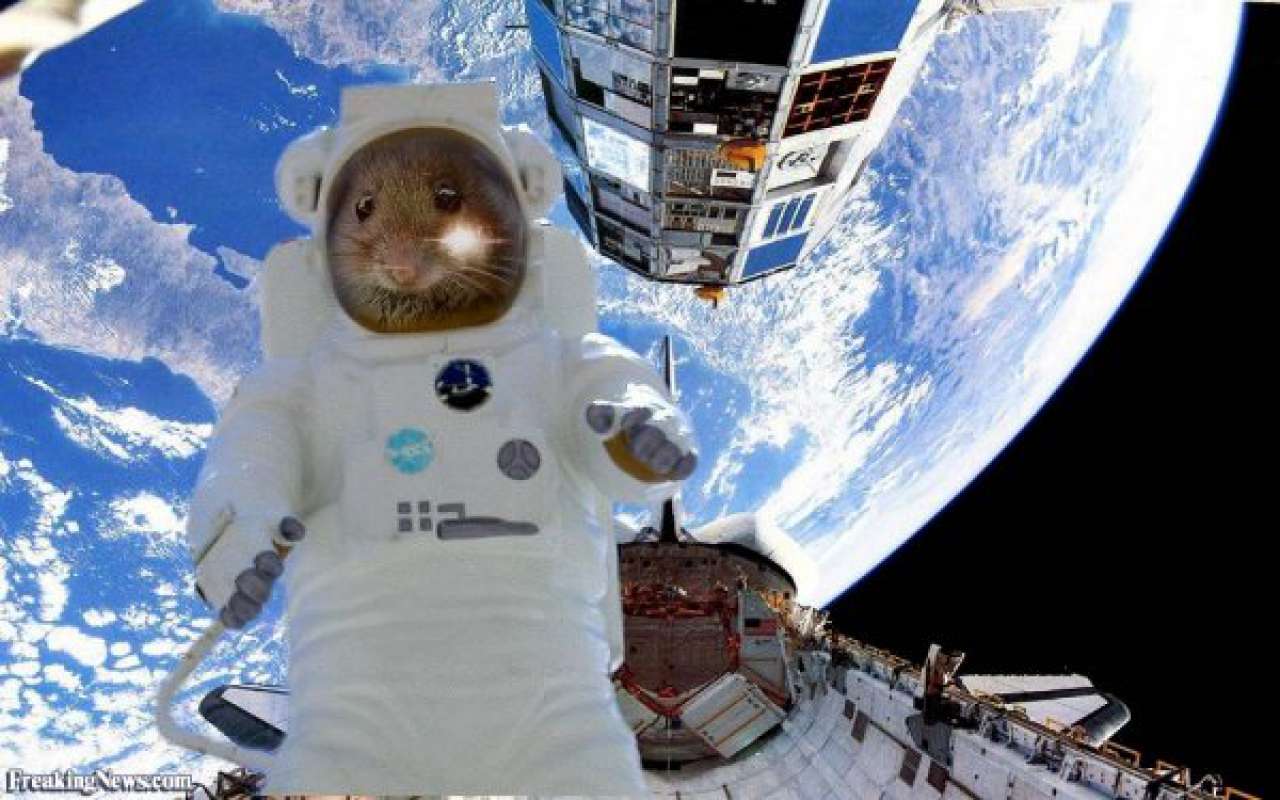 Морские Свинки В Космосе