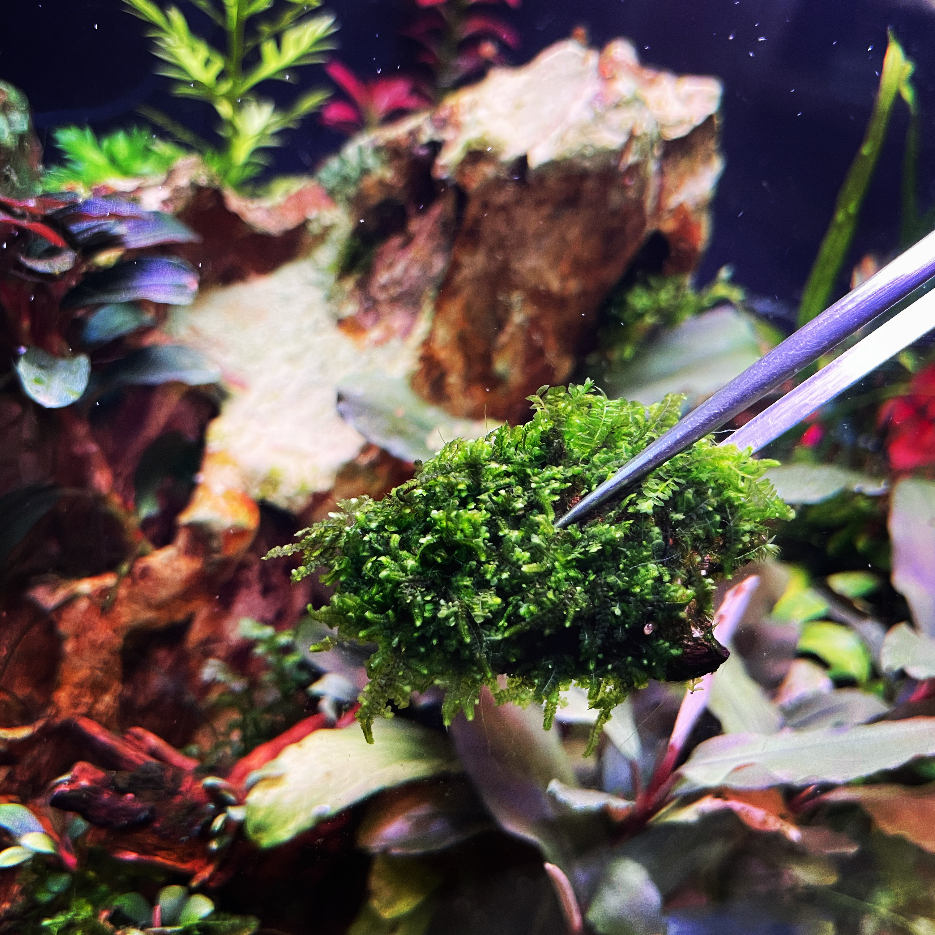 Проблемы растений в аквариуме. Шизматоглоттис аквариумное. Марсилия четырёхлистная. Нимфея рубра. Ламинария аквариумное растение.