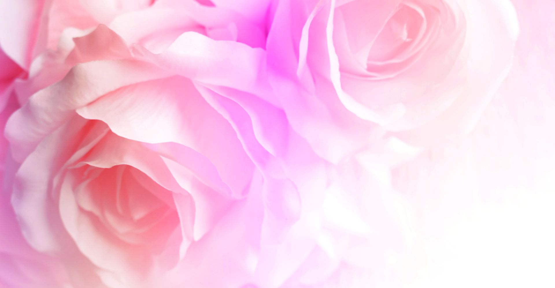 Бледно розовый предложение. Розовые розы фон. Фон бледные розы. Цветы на бледно-розовом фоне. Нежный розовый баннер.