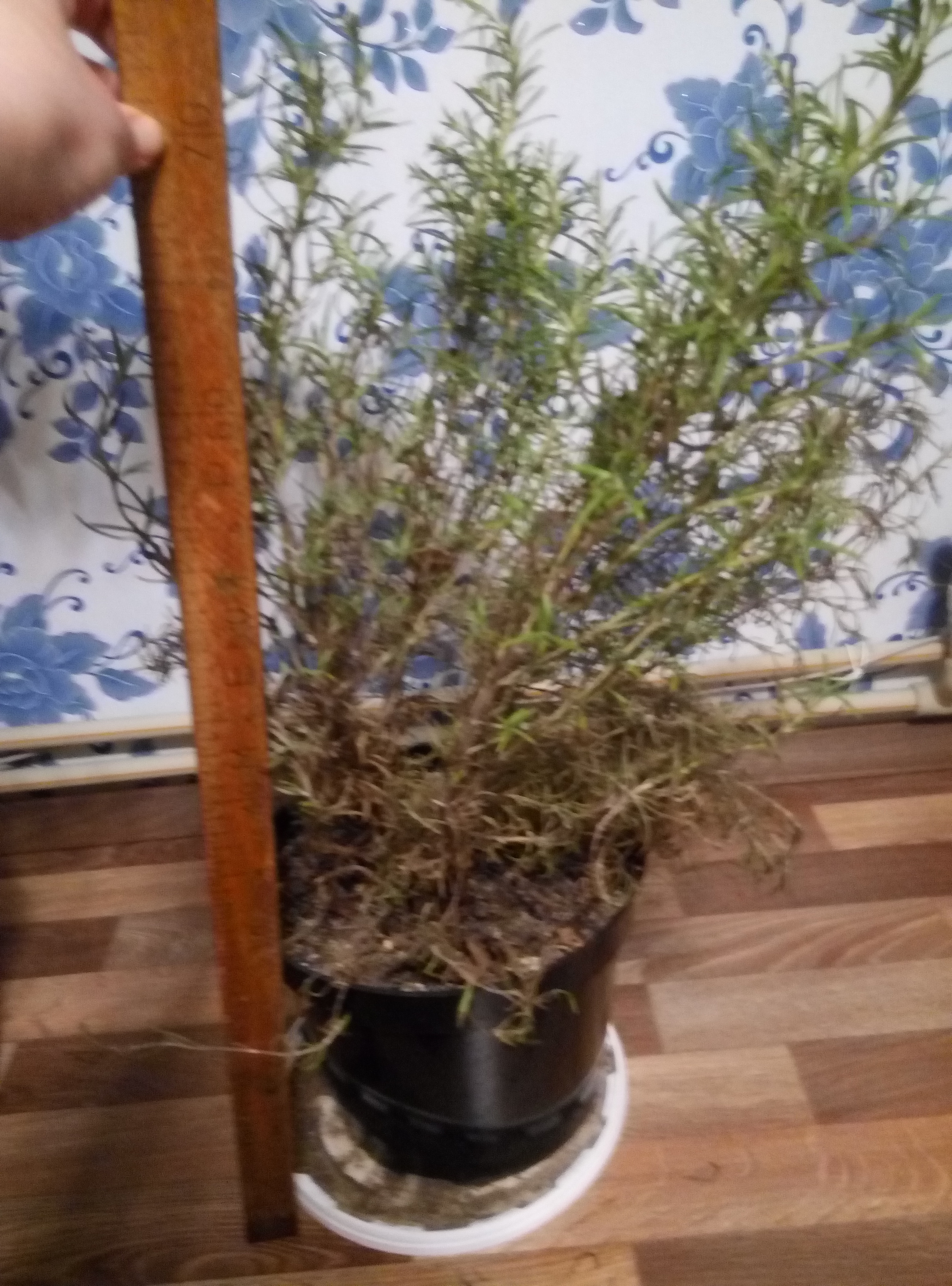 Купить Куст Розмарина В Горшке