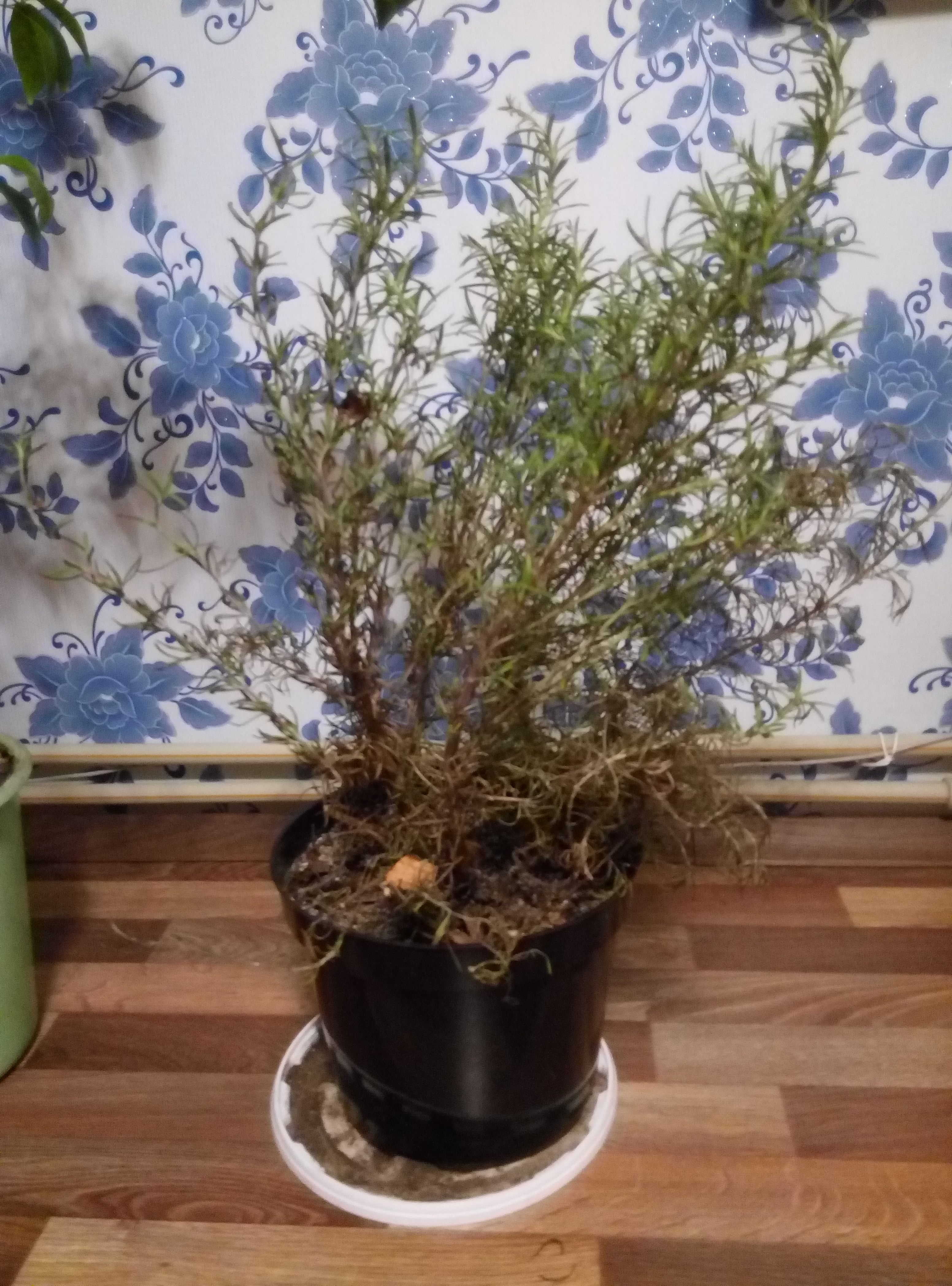 Купить Куст Розмарина В Горшке