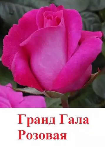 Гранд Гала Роза Фото Описание Отзывы