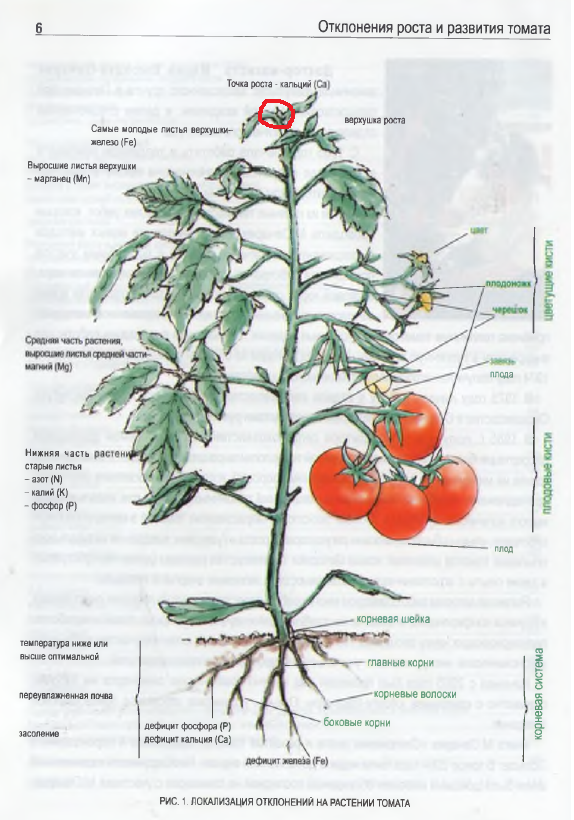 Описание томатов в теплице с фотографиями