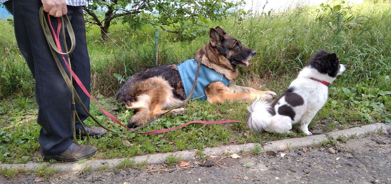 Собака 10-12 кг. Русский топ собака. Собака 10 кг фото. Собака 10 кг фото. Питбуль халк.