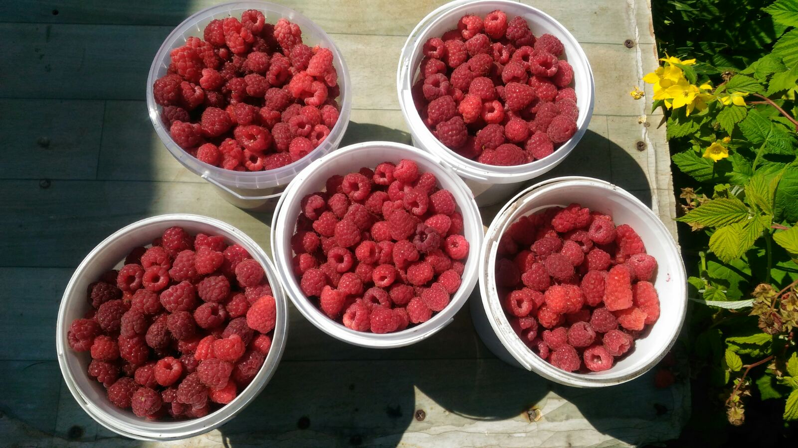Купить ягоду малину в Саранске авито