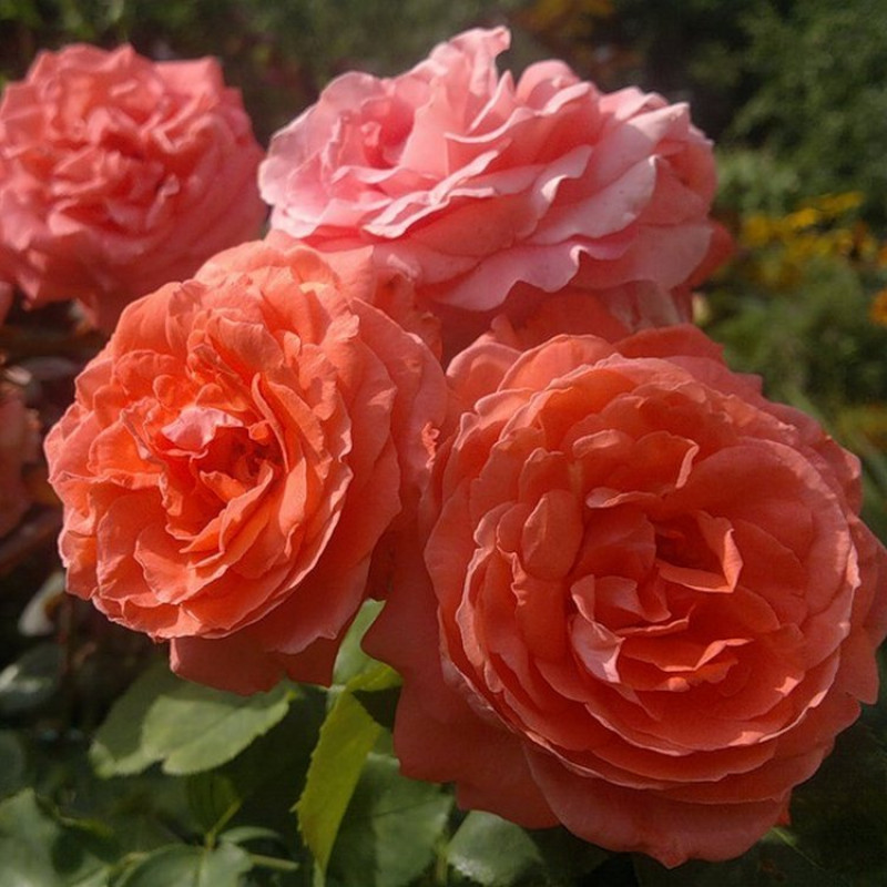 Розы Для Подмосковья Фото Сорта Зимостойкие