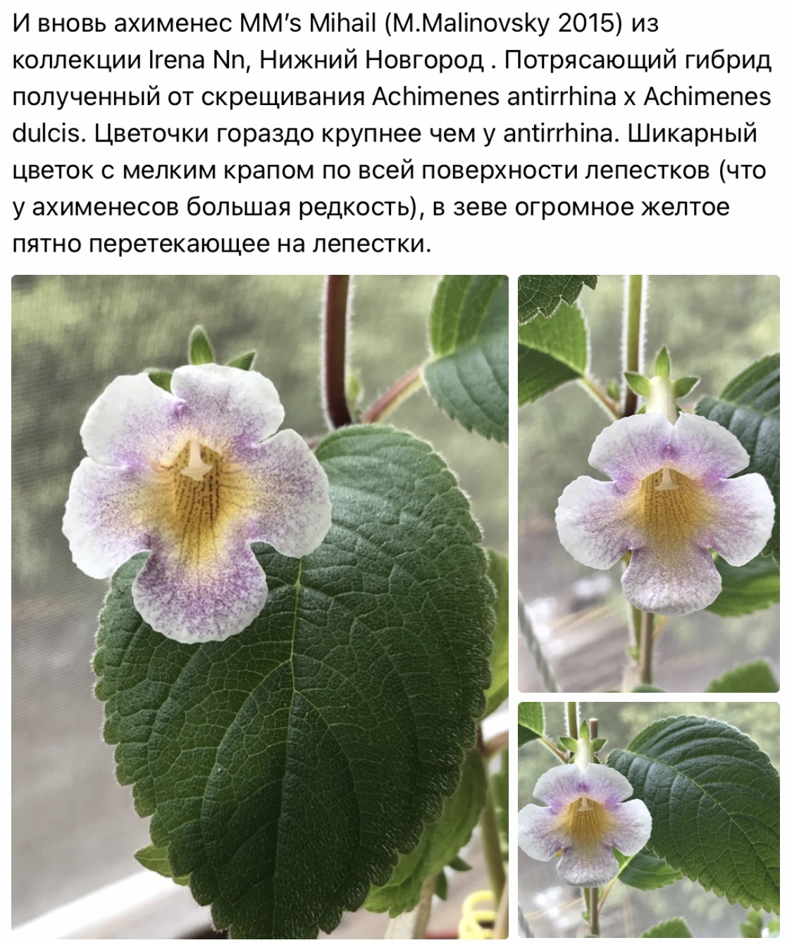 Когда ахименесы просыпаются