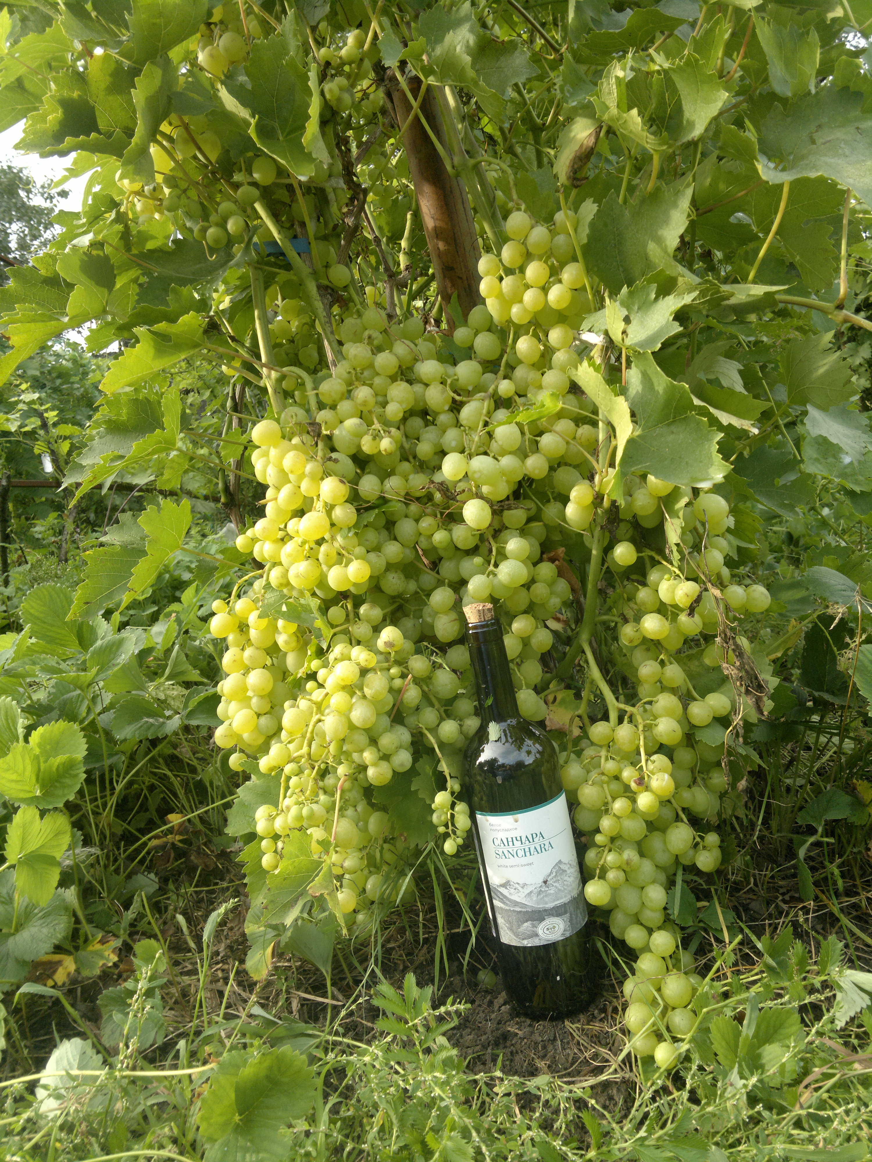 Виноград Гуно. Сорта винограда в Дагестане фото. Гуно виноград описание сорта. Сорт винограда Гуно фото.