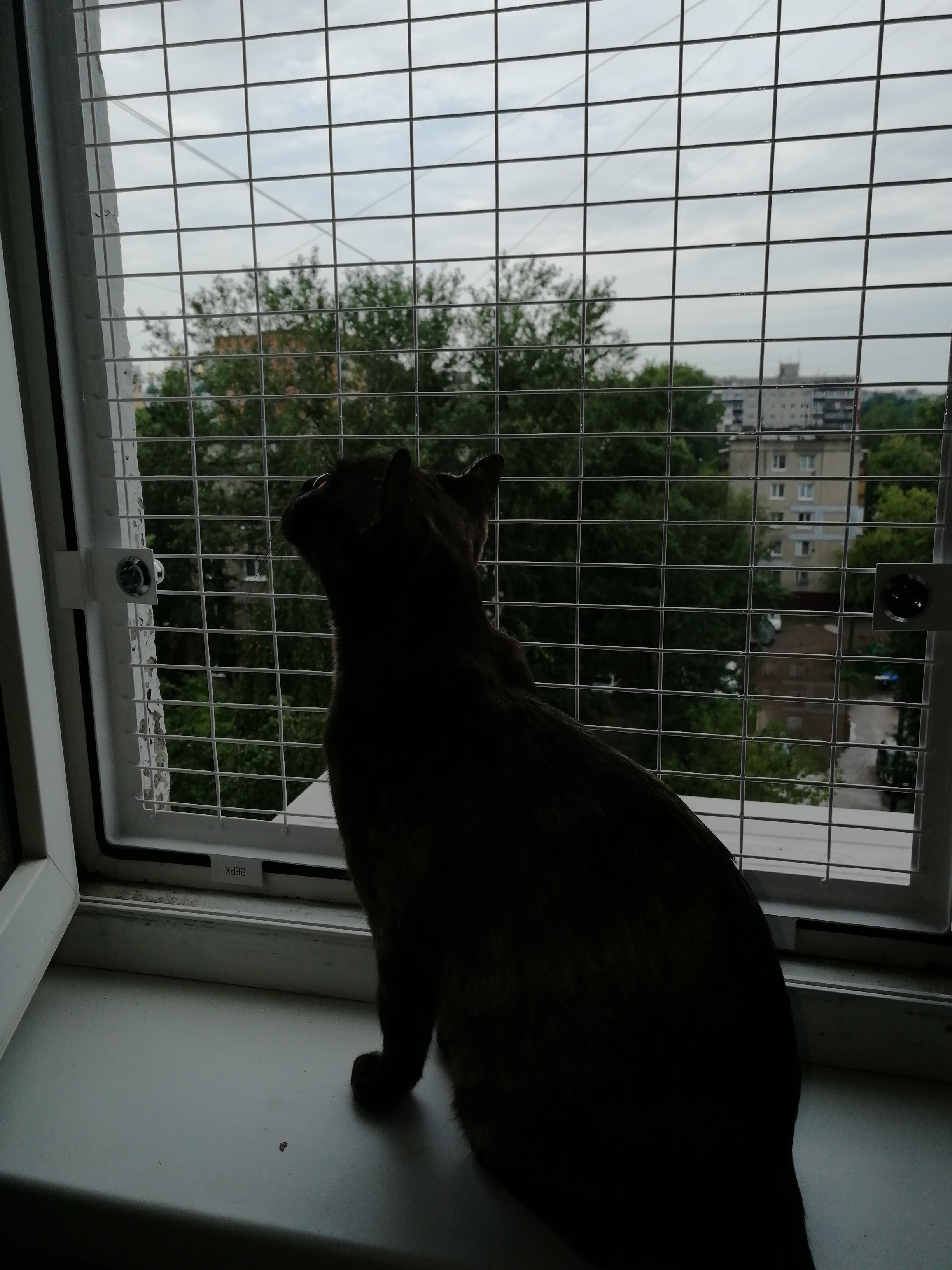 Закрыли кота на балконе зимой