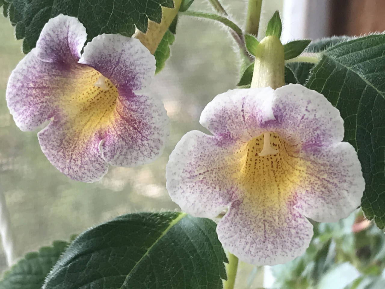 Achimenes longiflora