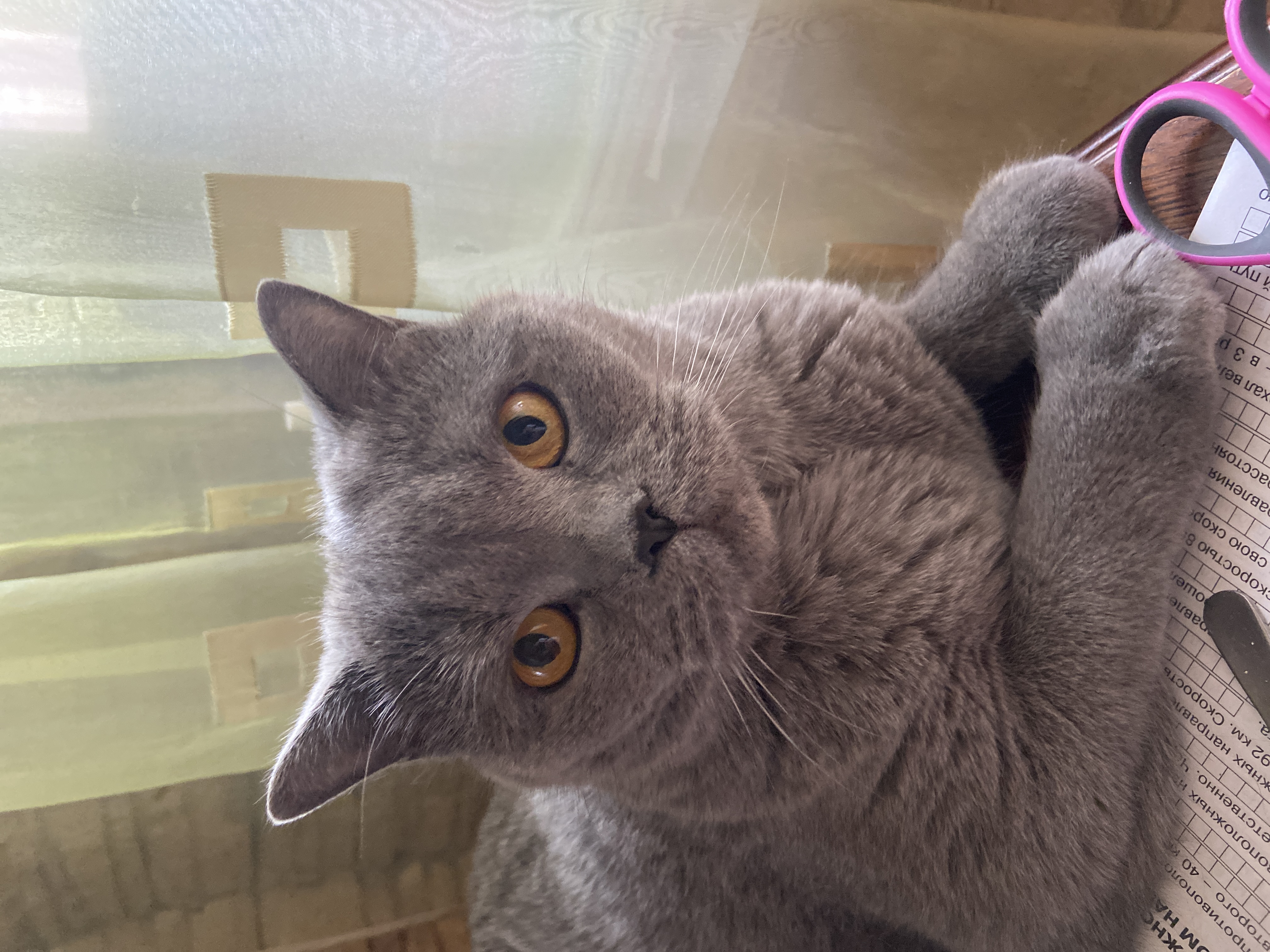 найденные британские коты яблоновском. найден британский кот. воскресенск найден британский кот. найден британец.